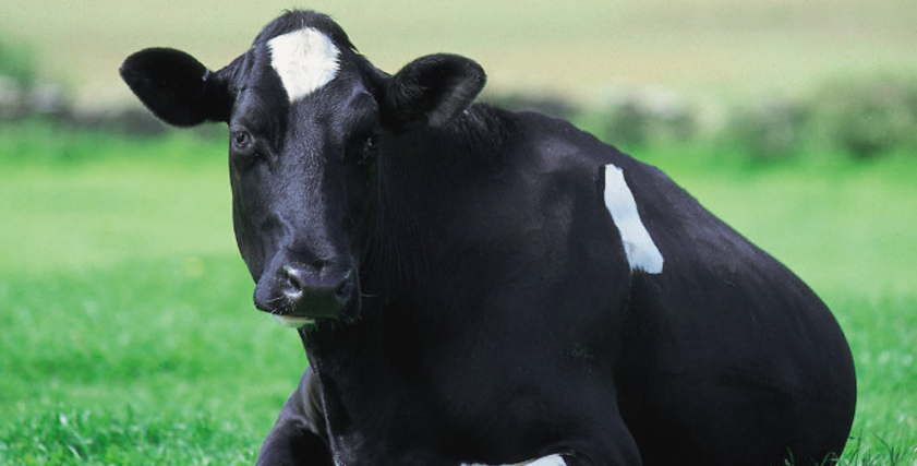Silagebereitung